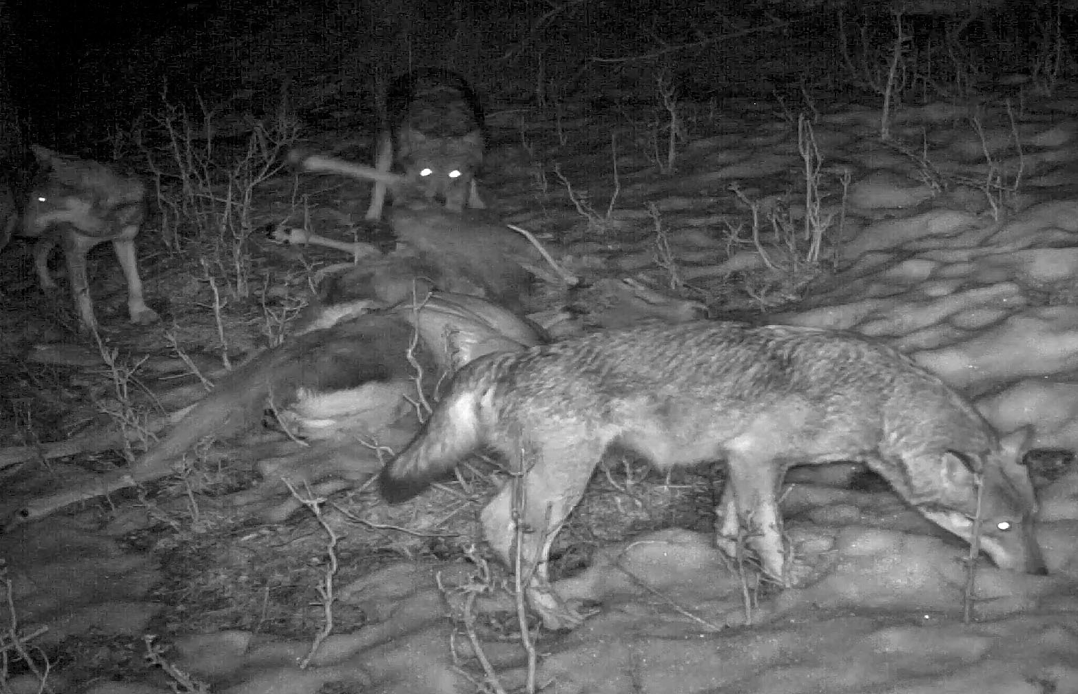 Tre lupi cacciano un cervo daguet - fototrappola - Massimo Rosso