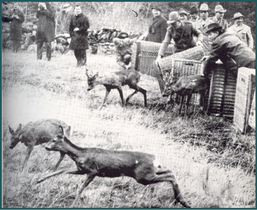 Salbertrand, anni 60, reintroduzione di cervi e caprioli provenienti dalla Jugoslavia