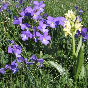 Foto viole e orchidea