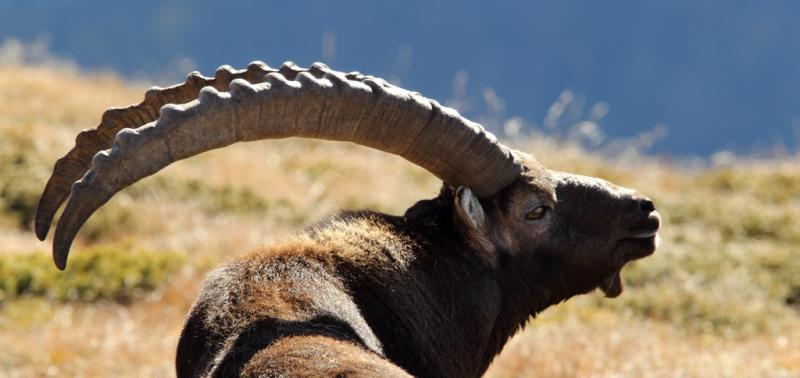 Stambecco - Ibex Capra nelle Alpi Cozie (foto Ruggero Casse)