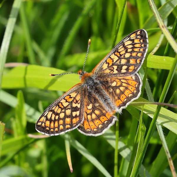 Euphydryas\u002Daurinia \u002D Species in Directive
