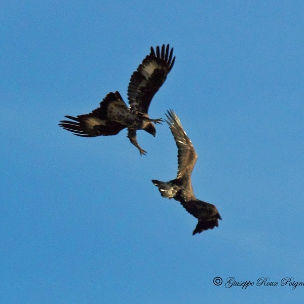 Aquila reale