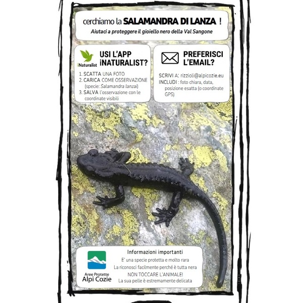 Citizen science: AAA salamandra lanzai cercasi