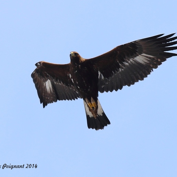 Une aigle royale en vol dans les cieux de la vallée de Susa.