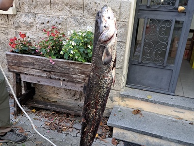 The weight of a specimen of catfish taken from Lago Piccolo during fishing operations.