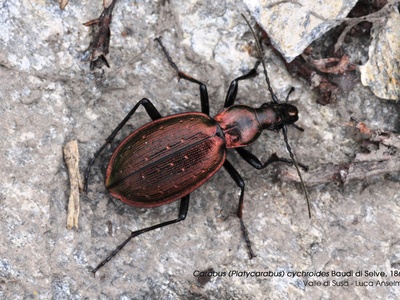 Carabus cychroides