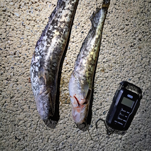 I due esemplari di pesce siluro pescati sabato 4 luglio.