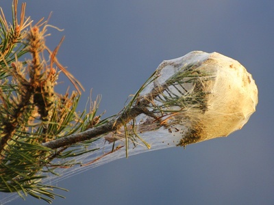 Nido di processionaria del pino