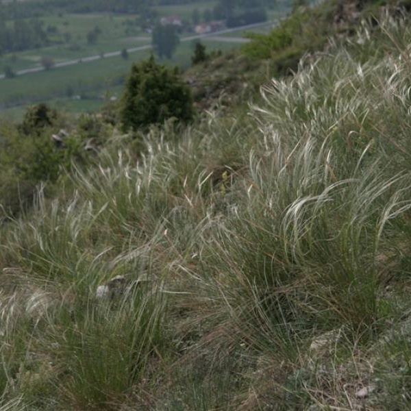 Praterie a Stipa pennata