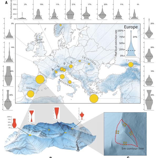 Dans l\u0027image tirée de l\u0027article publié dans \u0022Science\u0022, la figure A montre la distribution des sites échantillonnés. Les tailles des cercles indiquent la proportion moyenne d\u0027extinctions locales de 2001 à 2022 dans toutes les parcelles d\u0027une région montagneuse donnée. Les graphiques en violon montrent la distribution des taux d\u0027extinction au niveau de la parcelle. Dans les figures B et C, on peut observer la distribution des sites dans chaque région montagneuse.