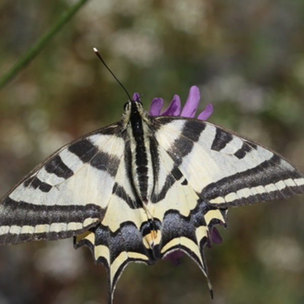 Papilio alexanor
