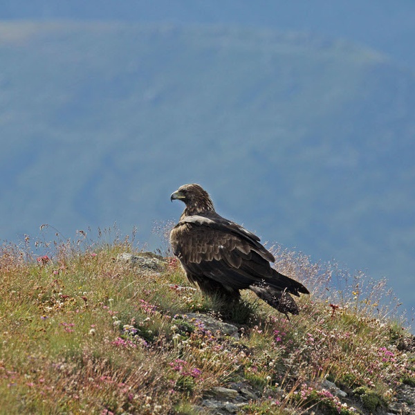 Une aigle royale posée au sol dans le Parc Naturel du Grand Bois de Salbertrand.