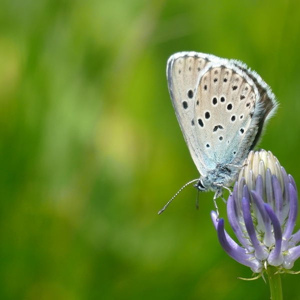 Phengaris arion