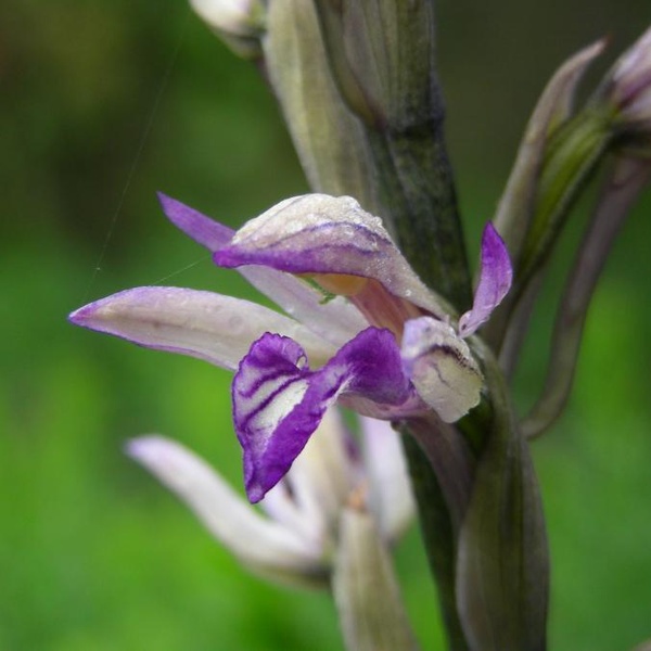 Limodorum abortivum