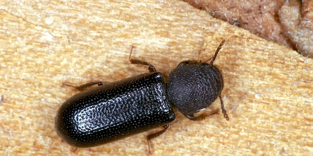 Un esemplare di Stephanopachys linearis