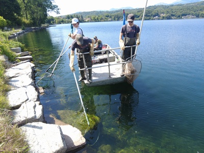 A phase of the scientific fishing for catfish in the Grand Lake of Avigliana.