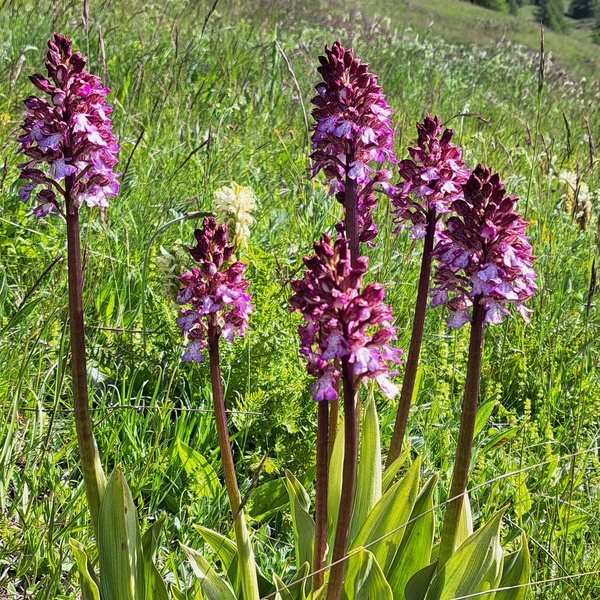 Orchis purpurea nella ZSC Champlas Colle del Sestriere