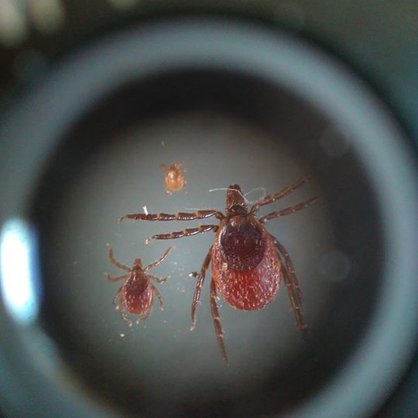 Zecche al microscopio