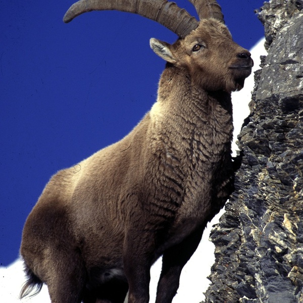 Stambecco
