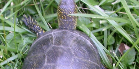 Il primo avvistamento certo di una Emys orbicularis nella zona dei Laghi di Avigliana, estate del 2007.