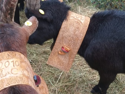 Festa rurale del Cevrin di Coazze