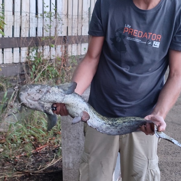 An amateur fisherman with a catfish caught during the night sessions organized by the Parks of the Cozie Alps.