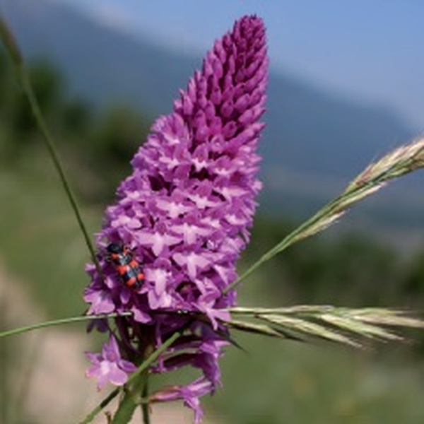 Orchidea in copertina