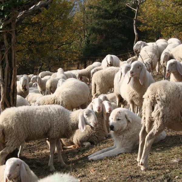 Il gregge LIFE Xero\u002Dgrazing e i cani da guardiania