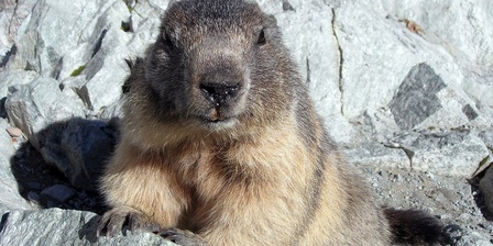Marmotta