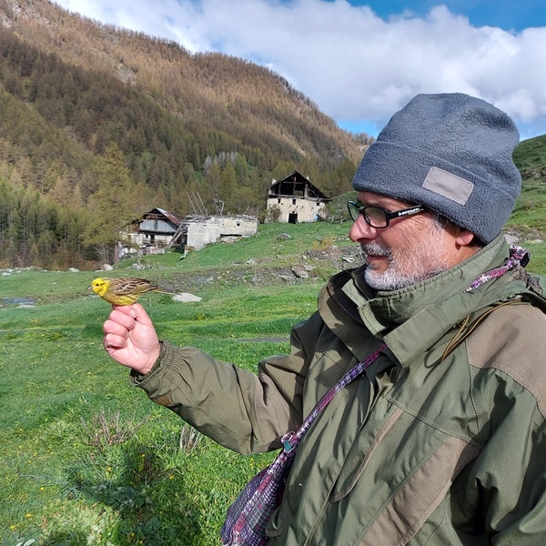 Bruno Frache durante una recente sessione di inanellamento.