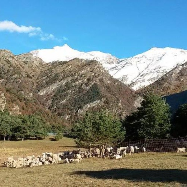 Pascolamento nel SIC Oasi xerotermiche