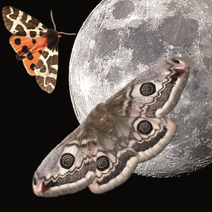Ali di luna