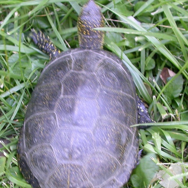 Il primo avvistamento certo di una Emys orbicularis nella zona dei Laghi di Avigliana, estate del 2007.