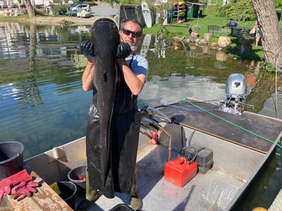 A specimen of catfish captured in May 2024 during a scientific fishing session.