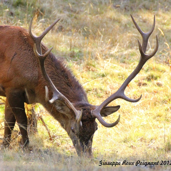 Cerf mâle