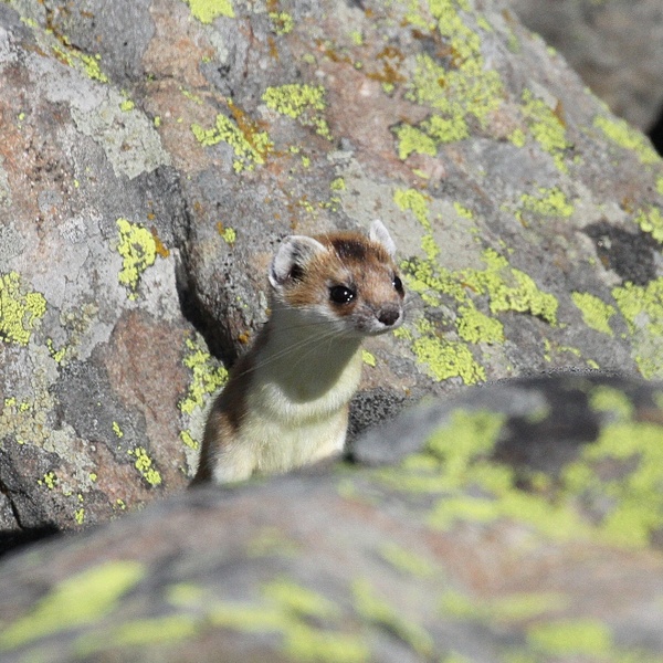 La curiosité typique de l\u0027hermine.