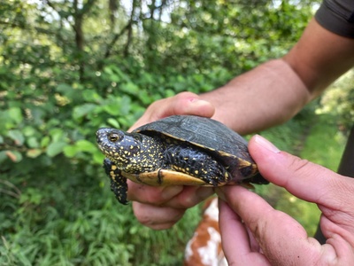 Monitoraggio Emys orbicularis