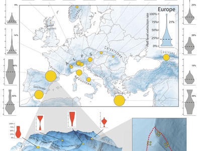 Dans l\u0027image tirée de l\u0027article publié dans \u0022Science\u0022, la figure A montre la distribution des sites échantillonnés. Les tailles des cercles indiquent la proportion moyenne d\u0027extinctions locales de 2001 à 2022 dans toutes les parcelles d\u0027une région montagneuse donnée. Les graphiques en violon montrent la distribution des taux d\u0027extinction au niveau de la parcelle. Dans les figures B et C, on peut observer la distribution des sites dans chaque région montagneuse.