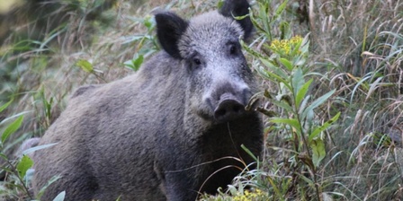Un individuo di cinghiale.