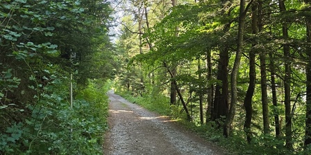 Inizio strada ex militare da Pinea a Ser Blanc (Parco naturale del Gran Bosco di Salbertrand)