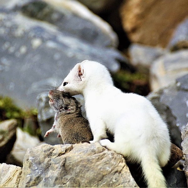 A stoat in its winter coat has just preyed on a snow vole.