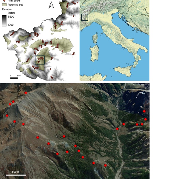 Mappes de la zone d\u0027étude avec les 254 points d\u0027écoute surveillés le long du gradient altitudinal dans les Alpes Occidentales. L\u0027image ci\u002Ddessous montre en détail deux exemples de transects altitudinaux avec des points d\u0027écoute dans le Parc Naturel de la Val Troncea, Pragelato.