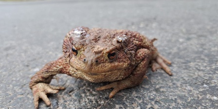 Un rospo ha attraversato la strada indenne.