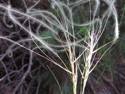 Stipa pennata