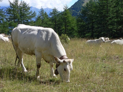 Una mucca al pascolo presso l\u0027Alpe Randuin, nel Parco Naturale del Gran Bosco di Salbertrand.