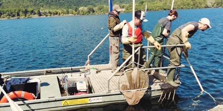 Attività di elettro\u002Dpesca sul Lago Grande di Avigliana.