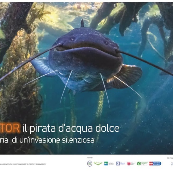 Mostra: PREDATOR, il pirata d\u0027acqua dolce: storia di un\u0027invasione silenziosa