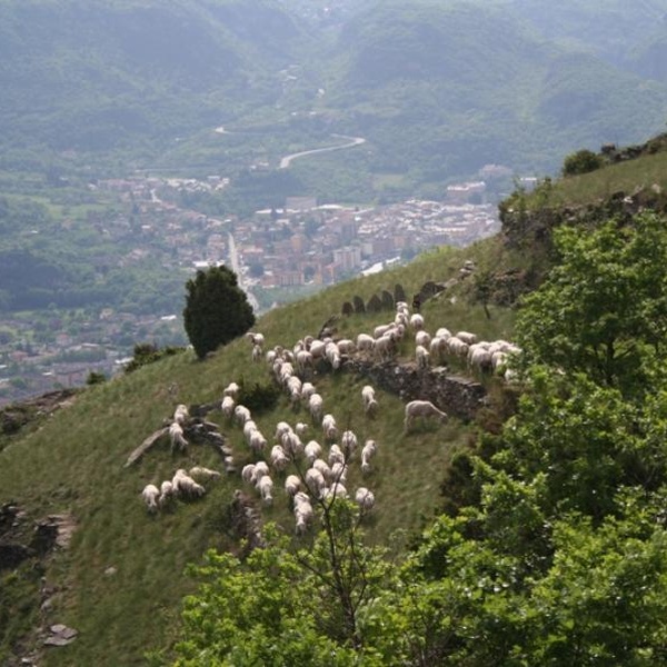 Pascolamento nel SIC Oasi xerotermiche