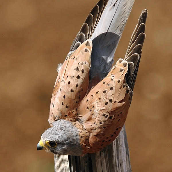 Day with Raptors in Pragelato