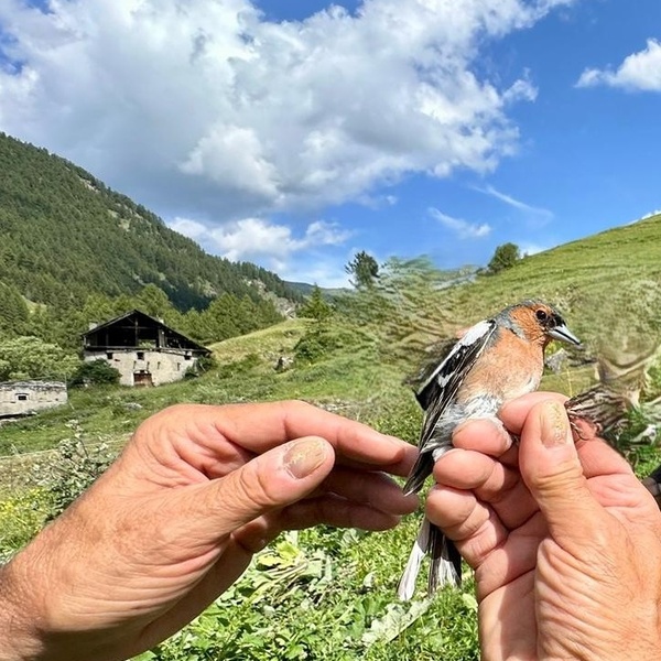 Fringuello \u002D stazione di inanellamento di Laval